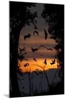 Straw-Coloured Fruit Bats (Eidolon Helvum) Returning To Daytime Roost At Dawn-Nick Garbutt-Mounted Photographic Print