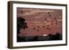 Straw-Coloured Fruit Bats (Eidolon Helvum) Returning to Daytime Roost at Sunrise-Nick Garbutt-Framed Photographic Print