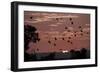 Straw-Coloured Fruit Bats (Eidolon Helvum) Returning to Daytime Roost at Sunrise-Nick Garbutt-Framed Photographic Print