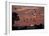 Straw-Coloured Fruit Bats (Eidolon Helvum) Returning to Daytime Roost at Sunrise-Nick Garbutt-Framed Photographic Print