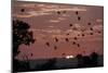 Straw-Coloured Fruit Bats (Eidolon Helvum) Returning to Daytime Roost at Sunrise-Nick Garbutt-Mounted Photographic Print