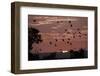 Straw-Coloured Fruit Bats (Eidolon Helvum) Returning to Daytime Roost at Sunrise-Nick Garbutt-Framed Premium Photographic Print