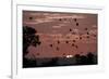 Straw-Coloured Fruit Bats (Eidolon Helvum) Returning to Daytime Roost at Sunrise-Nick Garbutt-Framed Photographic Print