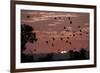 Straw-Coloured Fruit Bats (Eidolon Helvum) Returning to Daytime Roost at Sunrise-Nick Garbutt-Framed Photographic Print