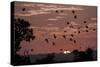 Straw-Coloured Fruit Bats (Eidolon Helvum) Returning to Daytime Roost at Sunrise-Nick Garbutt-Stretched Canvas