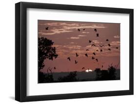 Straw-Coloured Fruit Bats (Eidolon Helvum) Returning to Daytime Roost at Sunrise-Nick Garbutt-Framed Photographic Print