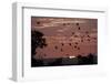 Straw-Coloured Fruit Bats (Eidolon Helvum) Returning to Daytime Roost at Sunrise-Nick Garbutt-Framed Photographic Print