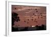 Straw-Coloured Fruit Bats (Eidolon Helvum) Returning to Daytime Roost at Sunrise-Nick Garbutt-Framed Photographic Print