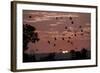 Straw-Coloured Fruit Bats (Eidolon Helvum) Returning to Daytime Roost at Sunrise-Nick Garbutt-Framed Photographic Print