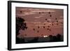 Straw-Coloured Fruit Bats (Eidolon Helvum) Returning to Daytime Roost at Sunrise-Nick Garbutt-Framed Photographic Print