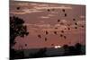 Straw-Coloured Fruit Bats (Eidolon Helvum) Returning to Daytime Roost at Sunrise-Nick Garbutt-Mounted Photographic Print
