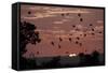 Straw-Coloured Fruit Bats (Eidolon Helvum) Returning to Daytime Roost at Sunrise-Nick Garbutt-Framed Stretched Canvas