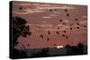 Straw-Coloured Fruit Bats (Eidolon Helvum) Returning to Daytime Roost at Sunrise-Nick Garbutt-Stretched Canvas