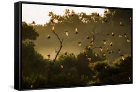 Straw-Coloured Fruit Bats (Eidolon Helvum) Returning To Daytime Roost At Sunrise-Nick Garbutt-Framed Stretched Canvas