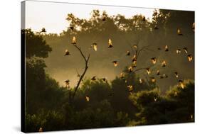 Straw-Coloured Fruit Bats (Eidolon Helvum) Returning To Daytime Roost At Sunrise-Nick Garbutt-Stretched Canvas