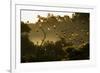 Straw-Coloured Fruit Bats (Eidolon Helvum) Returning To Daytime Roost At Sunrise-Nick Garbutt-Framed Photographic Print