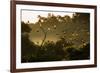 Straw-Coloured Fruit Bats (Eidolon Helvum) Returning To Daytime Roost At Sunrise-Nick Garbutt-Framed Photographic Print