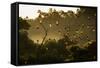 Straw-Coloured Fruit Bats (Eidolon Helvum) Returning To Daytime Roost At Sunrise-Nick Garbutt-Framed Stretched Canvas