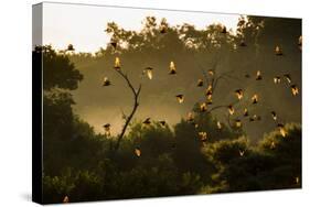Straw-Coloured Fruit Bats (Eidolon Helvum) Returning To Daytime Roost At Sunrise-Nick Garbutt-Stretched Canvas