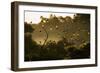 Straw-Coloured Fruit Bats (Eidolon Helvum) Returning To Daytime Roost At Sunrise-Nick Garbutt-Framed Photographic Print