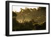 Straw-Coloured Fruit Bats (Eidolon Helvum) Returning To Daytime Roost At Sunrise-Nick Garbutt-Framed Photographic Print