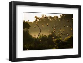 Straw-Coloured Fruit Bats (Eidolon Helvum) Returning To Daytime Roost At Sunrise-Nick Garbutt-Framed Photographic Print
