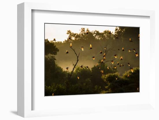 Straw-Coloured Fruit Bats (Eidolon Helvum) Returning To Daytime Roost At Sunrise-Nick Garbutt-Framed Photographic Print