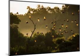 Straw-Coloured Fruit Bats (Eidolon Helvum) Returning To Daytime Roost At Sunrise-Nick Garbutt-Mounted Photographic Print