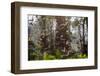 Straw-Coloured Fruit Bats (Eidolon Helvum) Returning To Daytime Roost At Sunrise-Nick Garbutt-Framed Photographic Print