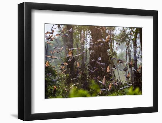 Straw-Coloured Fruit Bats (Eidolon Helvum) Returning To Daytime Roost At Sunrise-Nick Garbutt-Framed Photographic Print