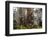 Straw-Coloured Fruit Bats (Eidolon Helvum) Returning To Daytime Roost At Sunrise-Nick Garbutt-Framed Photographic Print