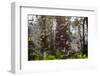 Straw-Coloured Fruit Bats (Eidolon Helvum) Returning To Daytime Roost At Sunrise-Nick Garbutt-Framed Photographic Print