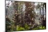 Straw-Coloured Fruit Bats (Eidolon Helvum) Returning To Daytime Roost At Sunrise-Nick Garbutt-Mounted Photographic Print