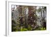 Straw-Coloured Fruit Bats (Eidolon Helvum) Returning To Daytime Roost At Sunrise-Nick Garbutt-Framed Photographic Print