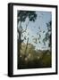 Straw-Coloured Fruit Bats (Eidolon Helvum)-Nick Garbutt-Framed Premium Photographic Print