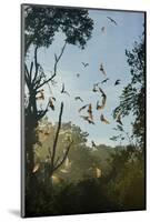 Straw-Coloured Fruit Bats (Eidolon Helvum)-Nick Garbutt-Mounted Photographic Print