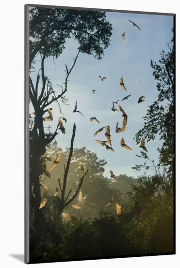 Straw-Coloured Fruit Bats (Eidolon Helvum)-Nick Garbutt-Mounted Photographic Print