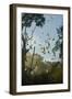 Straw-Coloured Fruit Bats (Eidolon Helvum)-Nick Garbutt-Framed Photographic Print