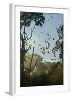 Straw-Coloured Fruit Bats (Eidolon Helvum)-Nick Garbutt-Framed Photographic Print