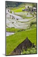 Straw Hut and Rice Terraces, Philippine Cordilleras, Banaue, Philippines-Keren Su-Mounted Photographic Print