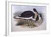 Straw-Necked Ibis (Threskiornis Spinicollis), by John Gould-null-Framed Giclee Print