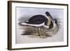 Straw-Necked Ibis (Threskiornis Spinicollis), by John Gould-null-Framed Giclee Print