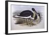 Straw-Necked Ibis (Threskiornis Spinicollis), by John Gould-null-Framed Giclee Print