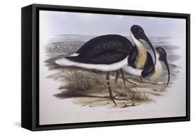 Straw-Necked Ibis (Threskiornis Spinicollis), by John Gould-null-Framed Stretched Canvas