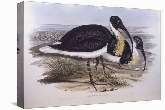 Straw-Necked Ibis (Threskiornis Spinicollis), by John Gould-null-Stretched Canvas