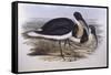 Straw-Necked Ibis (Threskiornis Spinicollis), by John Gould-null-Framed Stretched Canvas