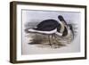 Straw-Necked Ibis (Threskiornis Spinicollis), by John Gould-null-Framed Giclee Print