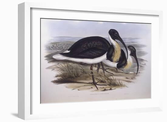 Straw-Necked Ibis (Threskiornis Spinicollis), by John Gould-null-Framed Giclee Print