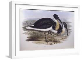 Straw-Necked Ibis (Threskiornis Spinicollis), by John Gould-null-Framed Giclee Print