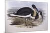 Straw-Necked Ibis (Threskiornis Spinicollis), by John Gould-null-Mounted Giclee Print